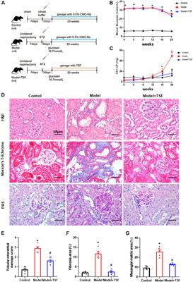 Tangshen Formula Attenuates Diabetic Kidney Injury by Imparting Anti-pyroptotic Effects via the TXNIP-NLRP3-GSDMD Axis